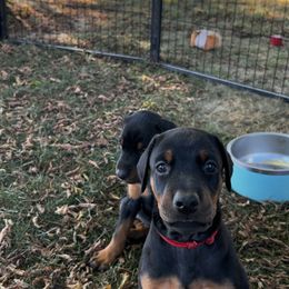 Red - Black and rust female Doberman Pinscher puppy in Lynn, Michigan from Creekside Dobermans