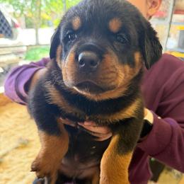 Lizzo - Black and tan female Rottweiler puppy in Mcminnville, Oregon from JHB Rottweilers