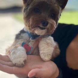 Yorkshire Terriers from CAMDEN Parti Puppies-Colorado Parti Yorkies
