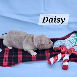 Daisy - Cream female Dachshund puppy in Bedias, Texas from Faith & Grace Doxies