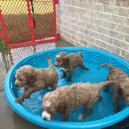 Goldendoodle Puppies from Dapper Doodles of Tennessee
