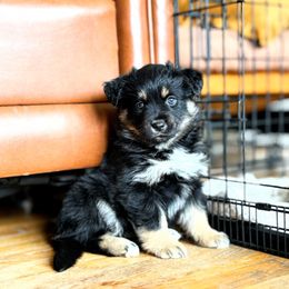 Girl 4 - Miniature American Shepherd puppy in Moscow, Idaho from Panhandle Australian Shepherds