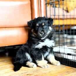 Girl 4 - Miniature American Shepherd puppy in Moscow, Idaho from Panhandle Australian Shepherds