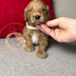 Tinsel (white collar) - Apricot female Goldendoodle puppy in Murrieta, California from Apricot Poodles & Goldendoodles, LLC