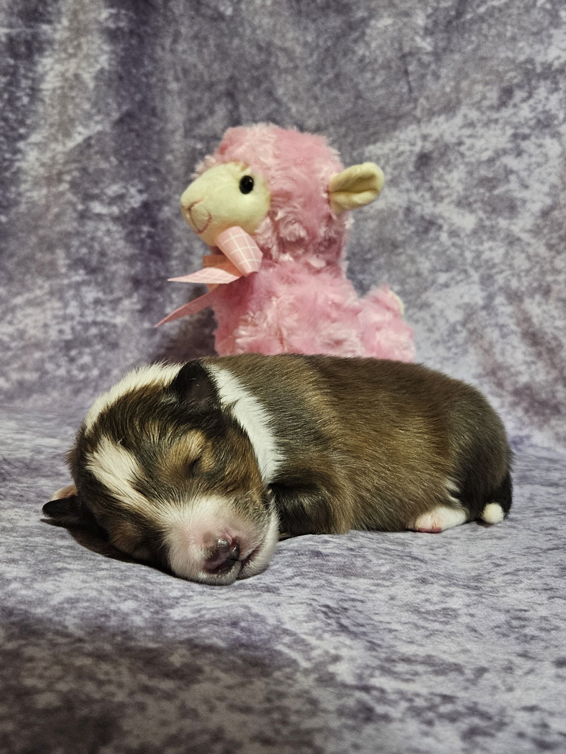 Shetland Sheepdog Puppies from Henotic Homestead's Shetland Sheepdogs