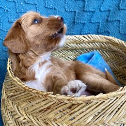 Australian Labradoodle Puppies from Salona- Australian Labradoodles of North America