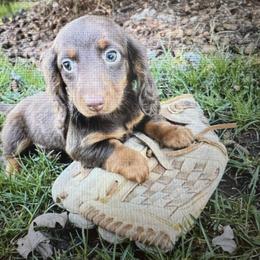 Belgian Malinois, Dachshund, and Dutch Shepherd Puppies from Paws Laws k9