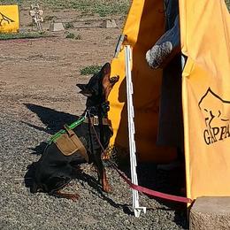 Doberman Pinscher Puppies from Von Traumhaft Shon Dobermans