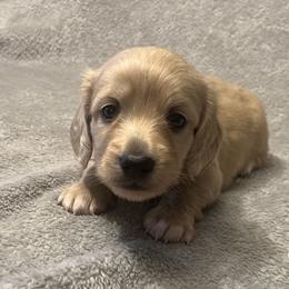 Hulk - Cream male Dachshund puppy in Arp, Texas from Barksalot Dachshunds
