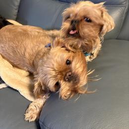 Brussels Griffon puppies from Shelly's Brussels Griffons