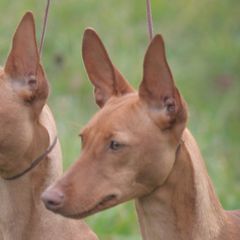 Belgian Tervuren and Cirneco dell’Etnas from Rockin' Heart Ranch, LTD