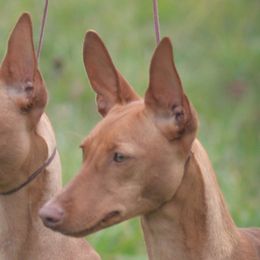 Belgian Tervuren and Cirneco dell’Etnas from Rockin' Heart Ranch, LTD