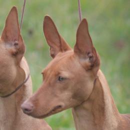 Belgian Tervuren and Cirneco dell’Etnas from Rockin' Heart Ranch, LTD