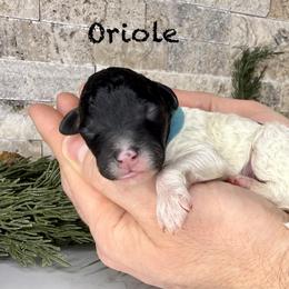 Oriole - Black and white male Bernedoodle puppy in Midland, Michigan from Northern Charm Farm