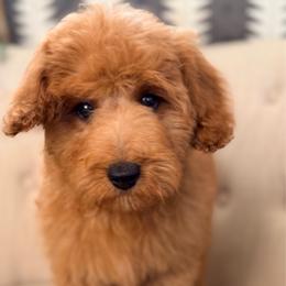 Bowen (Black Collar) - Red male Cavapoo puppy in Preston, Idaho from Rocking JH Pup Co
