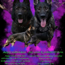 Uxa - German Shepherd