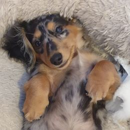 Dachshund and Karakachan Puppies from vom Treuen Wachter