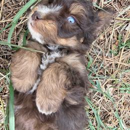 Bronzie - Red tri-color female Aussiedoodle puppy in Colorado Springs, Colorado from Pesky Redneck Mini Ranch