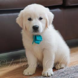 Miss Turquoise - Light golden female Golden Retriever puppy in Bedford, Indiana from Indiana Goldens