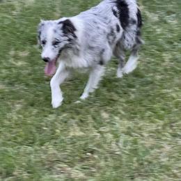 Indie - Australian Shepherd