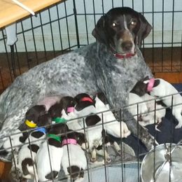 Amy - German Shorthaired Pointer