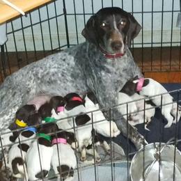 Amy - German Shorthaired Pointer