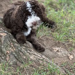 Sheepadoodle Puppies from Dogwood Hills