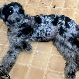 Girl 1, Angel - Schnoodle puppy from Giselle’s Pups: Giant Schnauzer/Standard Poodles