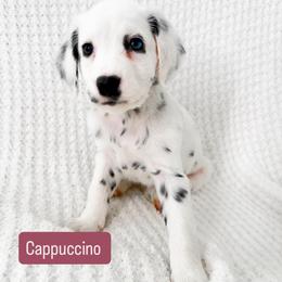 Cappuccino - Blue Eye - LUA long coat - White and black female Dalmatian puppy in Davenport, Florida from Sunny Jewels Dalmatians
