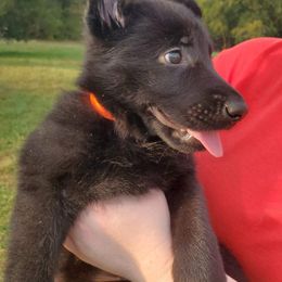 German Shepherd Puppies from Sheldon Shepherds LLC