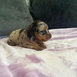Fat Man - Dapple male Dachshund puppy in Tulsa County, Oklahoma from Willow Creek Miniature Dachshunds