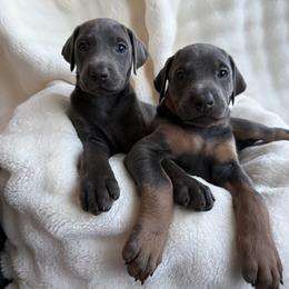 Doberman Pinscher Puppies from Haus of Hound
