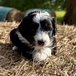Blue collar toy - Black tri-color male Aussiedoodle puppy in 32046, Florida from River Hill Ranch