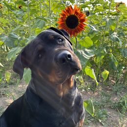 Athena - Rottweiler