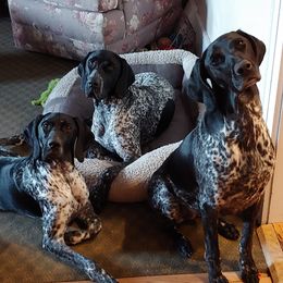 German Shorthaired Pointers from Janice's German Shorthaired Pointers