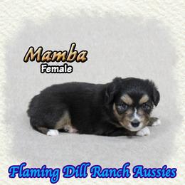 Mamba - Black tri female Toy Australian Shepherd puppy in Forestburg, Texas from Flaming Dill Ranch Aussies