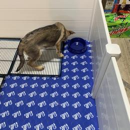 German Shepherd Puppies from Devon Rugerio's German Shepherds