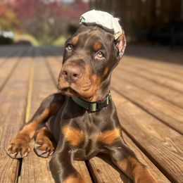 Doberman Pinscher Puppies from JM Dobermans