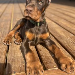 Doberman Pinscher Puppies from JM Dobermans