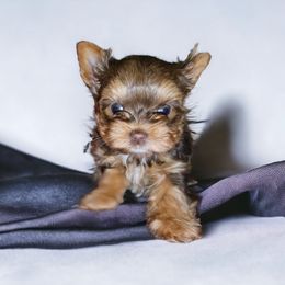 Yorkshire Terrier Puppies from Lady A's Yorkies