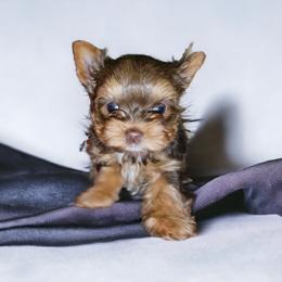 Yorkshire Terrier Puppies from Lady A's Yorkies