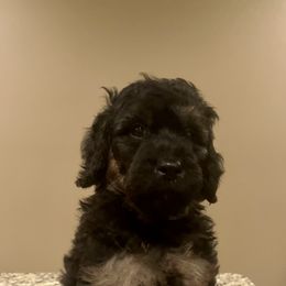 Goldendoodle Puppies from Fishermen’s Doodles