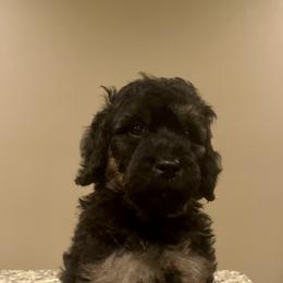 Goldendoodle Puppies from Fishermen’s Doodles