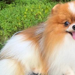 Pomeranians from JenL Poms