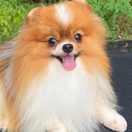 Pomeranians from JenL Poms