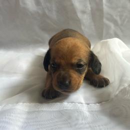 Charlie - Red male Dachshund puppy in Colonial Heights, Virginia from Mimi’s Doxies