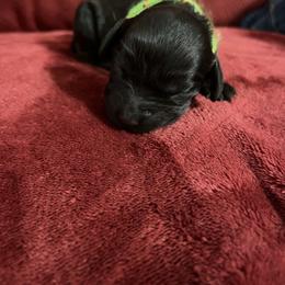 Girl 2 Lime - Liver female Boykin Spaniel puppy in Stapleton, Alabama from Taensas Boykins