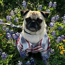 Burro - Pug