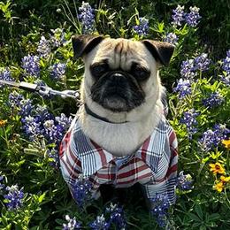Burro - Pug