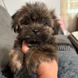 Male 2 Tobby - Brindle male Shorkie puppy in Albemarle, North Carolina from Wilson Kennel